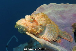 scorpionfish in wonderful pastell colours by Andre Philip 